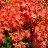 Рододендрон японский, Rhododendron japonicum - Рододендрон японский, Rhododendron japonicum, цветение.